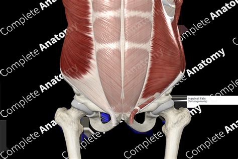 Inguinal Falx | Complete Anatomy