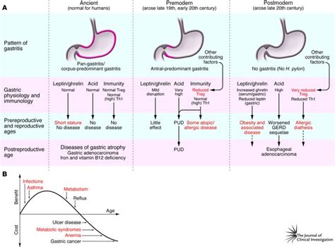 Jci Coadaptation Of Helicobacter Pylori And Humans Ancient History