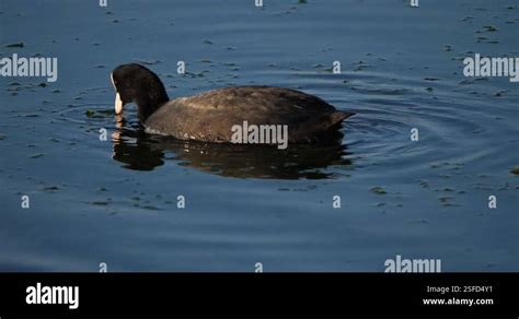 Eurasian Coot Fulica Atra Occitanie France Stock Video Footage Alamy