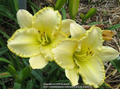 Daylily Hemerocallis Ode To Happiness In The Daylilies Database