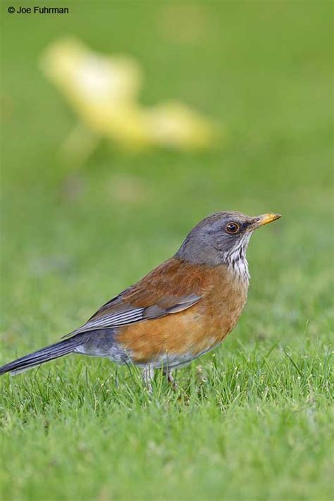 Rufous-backed Robin – Joe Fuhrman Photography