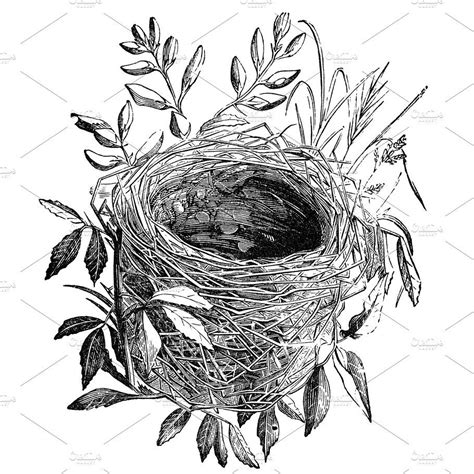 Bird Nest Illustration Nest Illustration Nest Art Bird Drawings