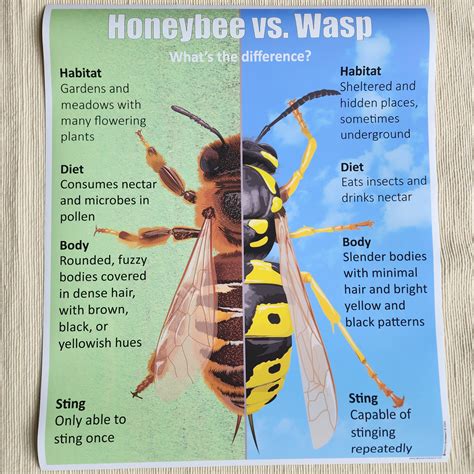 Honeybee vs. Wasp, Ages 6-9