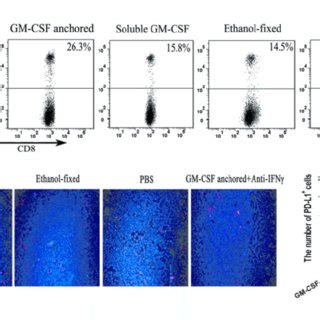 Expression Of Pd On Cd Tils And Pd L Expression In The Tme After