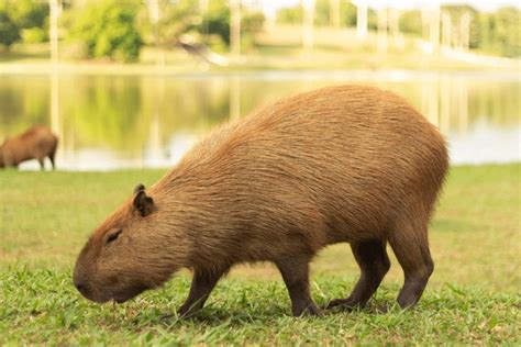 1,783 Capybara Eat Images, Stock Photos, 3D objects, & Vectors ...