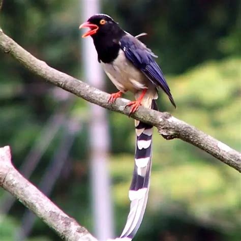 Red-billed blue magpie - Facts, Diet, Habitat & Pictures on Animalia.bio