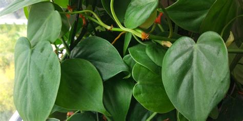 Philodendron Scandens Growth And Care Guide Gfl Outdoors