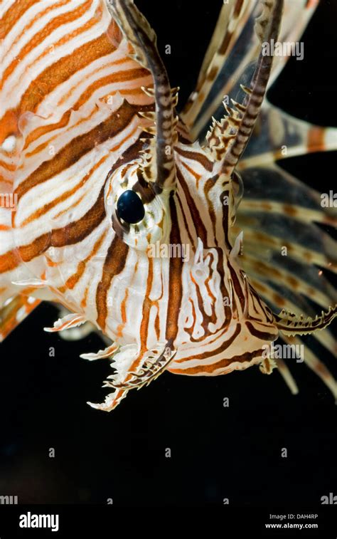 Rotfeuerfisch Pterois Volitans Fotos Und Bildmaterial In Hoher