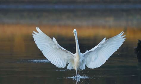 Great Egret - A-Z Animals