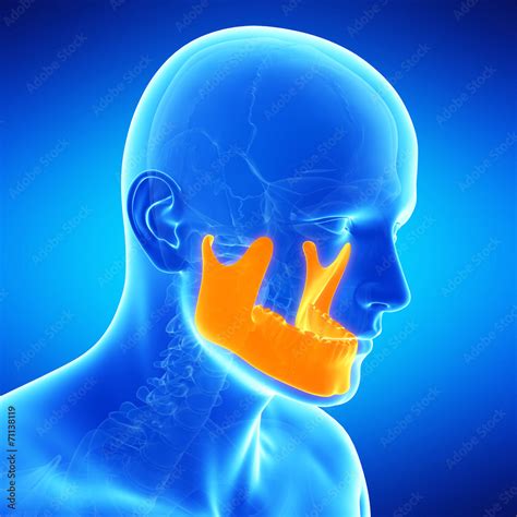 medical illustration of the jaw bone Stock Illustration | Adobe Stock