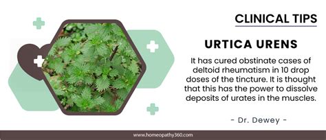 Urtica Urens Clinical Tips By Dr Dewey