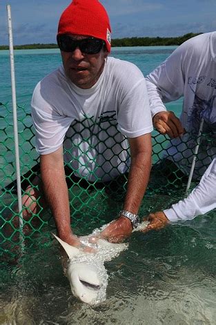 Fundación Caribe Sur Mas InformaciÓn Sobre La ProtecciÓn De Tiburones