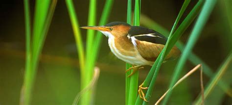 Great Texas Wildlife Trails - Wildlife - Texas Parks & Wildlife Department