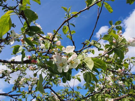 Flowering apple tree Free Photo Download | FreeImages