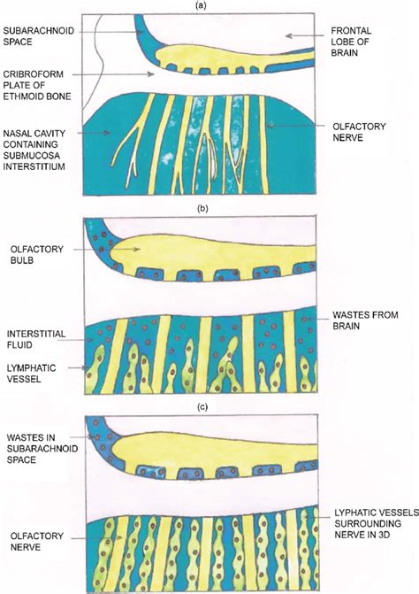 (a) Simplified anatomical picture of olfactory nerves and cribriform ...