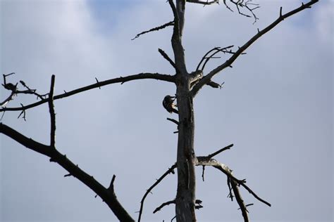 Banco De Imagens árvore Natureza Ramo Silhueta Inverno Pássaro