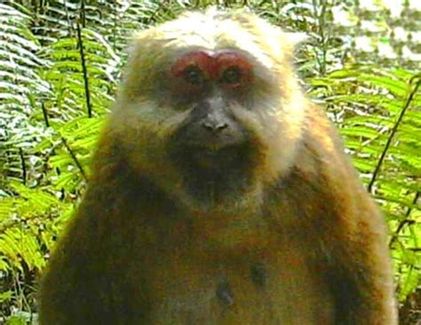 White Cheeked Macaque Characteristics Macaca Leucogenys Facts