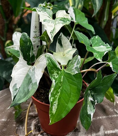 Syngonium Albo Variegata Emerald Gem L Oficjalne