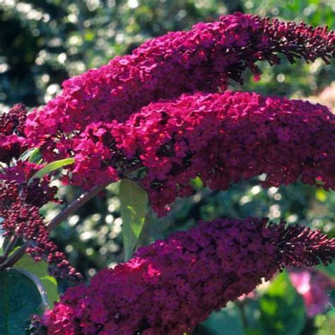 Buddleia Davidii Royal Red In Galway GetLocal Ireland