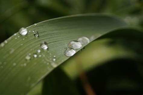 Kostenlose Foto Natur Gras Fallen Tau Pflanze Fotografie