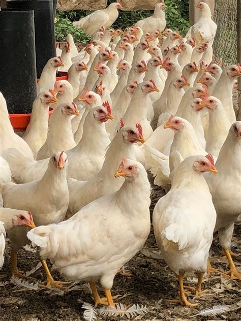 Gallinas ponedoras blancas en Guatemala – Venta de huevos por mayor en Guatemala