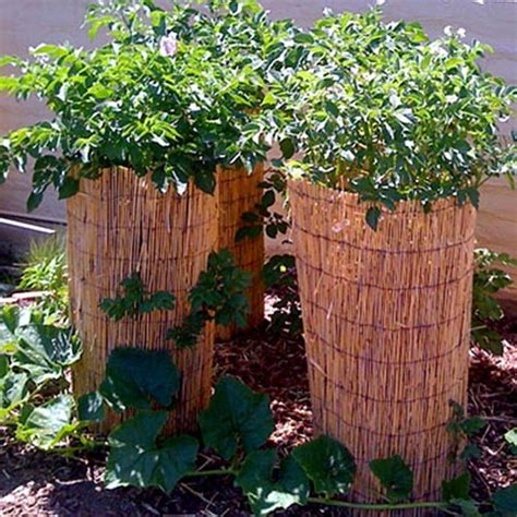 Garden Plants To Grow Vertically This Year