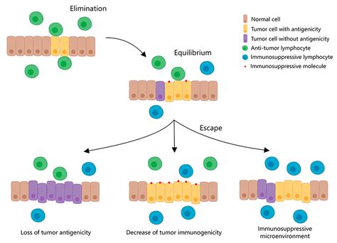 Pd 1pd L1 Based Immunotherapy For Metastatic Triple Negative Breast Cancer Encyclopedia Mdpi