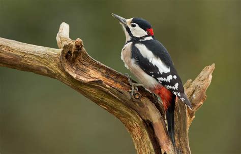 Woodpeckers in Pennsylvania: The 8 Species You May Come Across