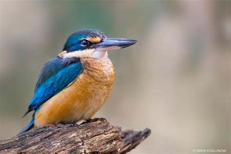 Sacred Kingfisher Bird - Facts | Profile | Diet | Habitat - BirdBaron