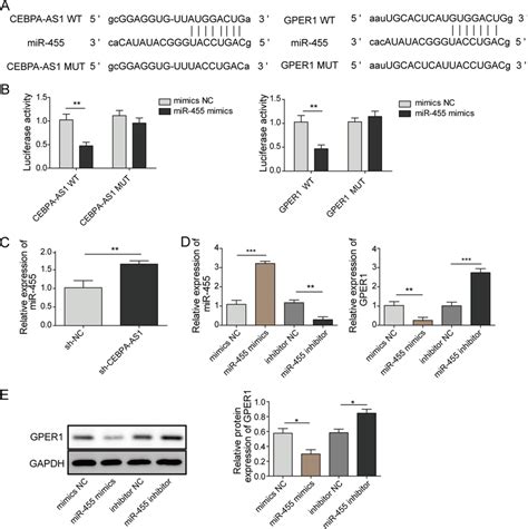 Cebpa As1 Interacts With Mir 455 And Mir 455 Targets Gper1 A Putative Download Scientific