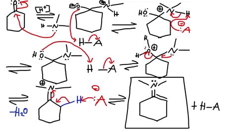 Secondary Amine Formation Hydrolysis Reaction Enamine Ch Nh Ch