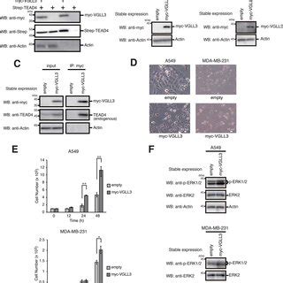 Model Of The Roles Of Hippo Pathway In VGLL3 Low Or High Cells A