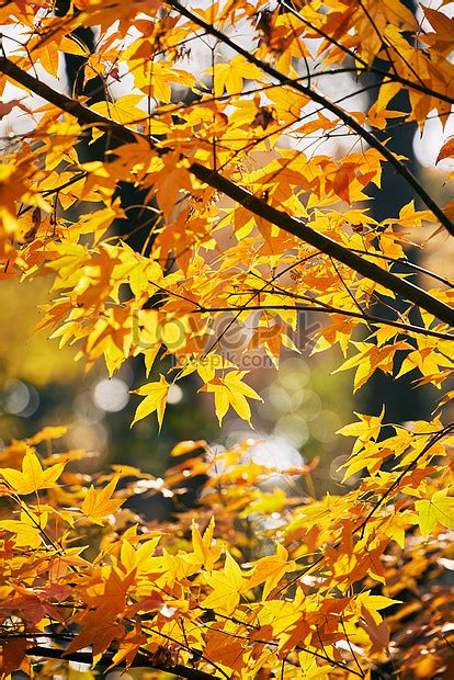 Autumn Maple Trees In Shanghai Gongqing Forest Park Picture And Hd