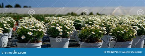 Production and Cultivation of Flowers Stock Photo - Image of business ...