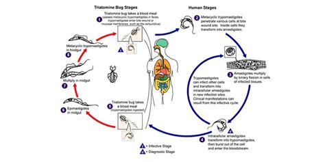 Trypanosomes Diagram Morphology And Life Cycle Geeksforgeeks