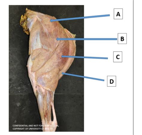 Canine Equine Hindlimb Mk5 Flashcards Quizlet