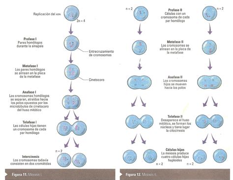 Planeta Verde Fases Meiosis