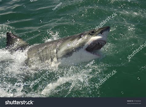 Shark Breaching Stock Photo 37284664 : Shutterstock