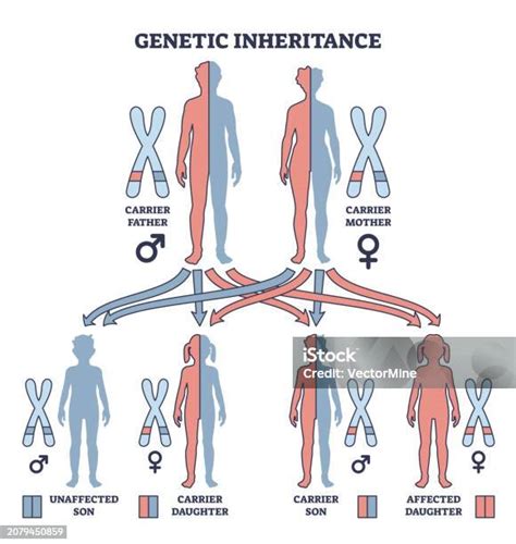 Genetic Inheritance As Two Alleles In Gene Pair Are Inherited Outline