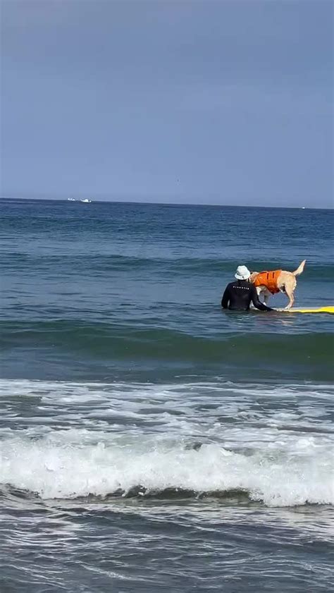 Dog Practices to Sharpen Their Surfing Skills | Watch Now - Y8.com