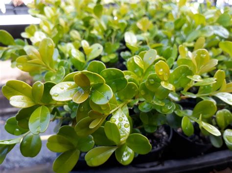 Buxus Microphylla Syn Japonica Japanese Box Plant Advanced 75mm Pot