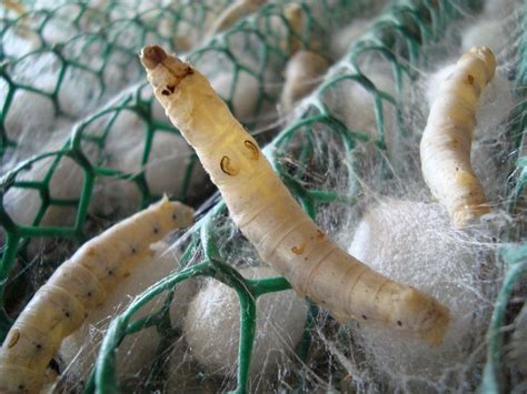 Silkworm Spinning Cocoon