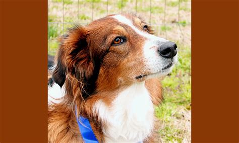 Colors, Markings & Other Physical Traits - English Shepherd Club