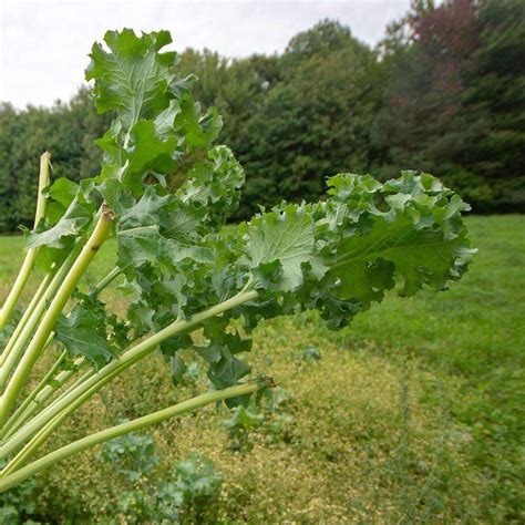 Siberian Kale Seed