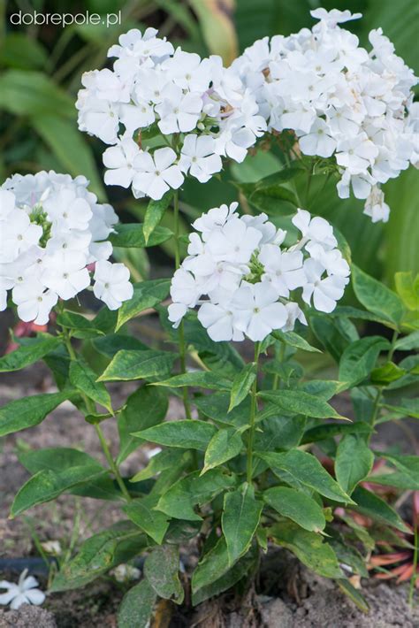 Szkółka Bylin Dobrepole Phlox Paniculata Flame White Płomyk Wiechowaty