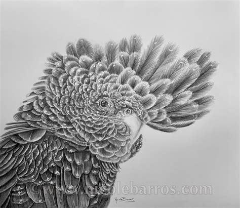 Black Cockatoo Original Pencil Drawing Animal Art Home | Etsy