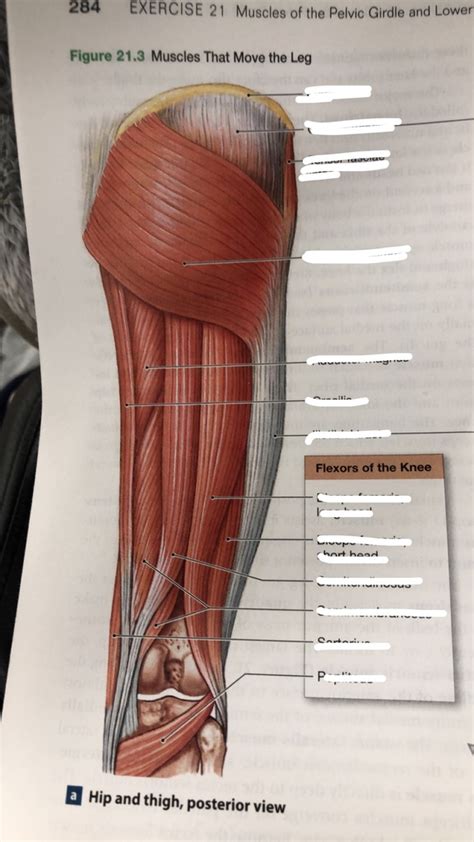 Hip And Thigh Posterior View Diagram Quizlet