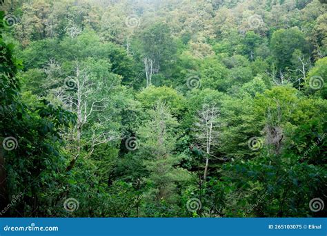 Green Forest With Some Naked Trees Environment Stock Image Image Of