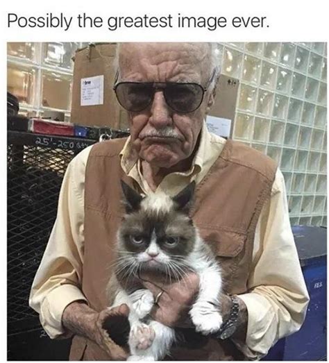 Grumpy Stan Grumpy Cat Know Your Meme