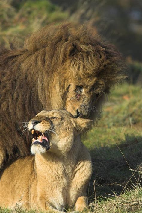 Lions Mating Stock Image Image